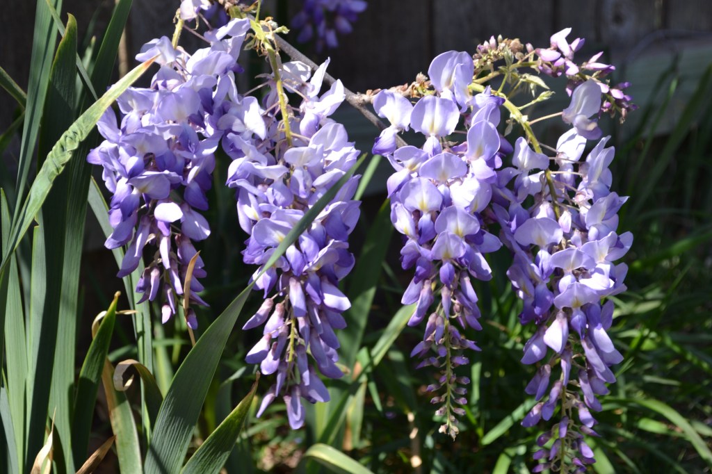 wisteria